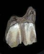 Pleistocene Camel Tooth - Florida #35399-2